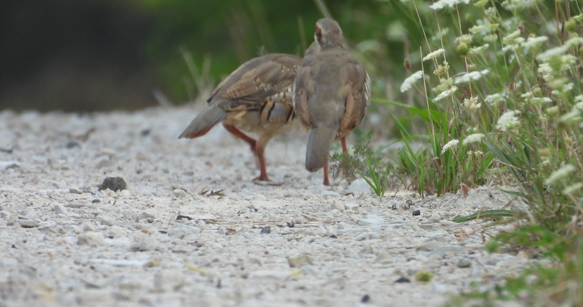 Chukar - ML640421382