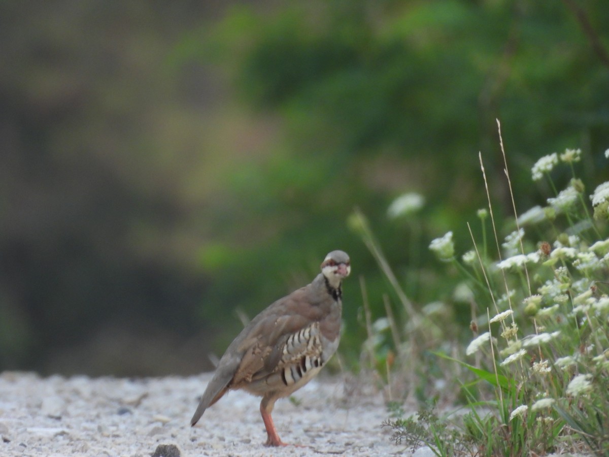 Chukar - ML640421383
