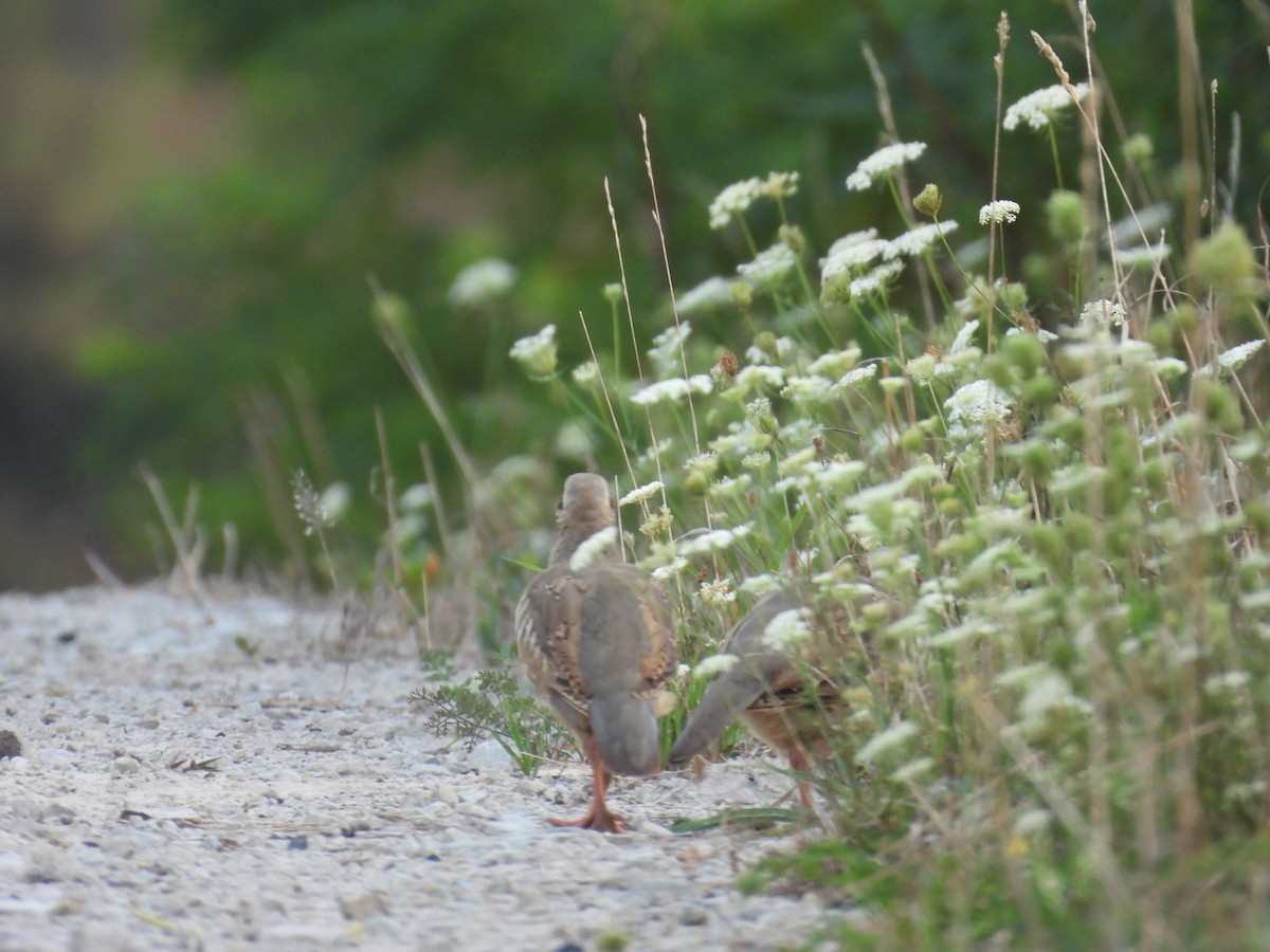 Chukar - ML640421385