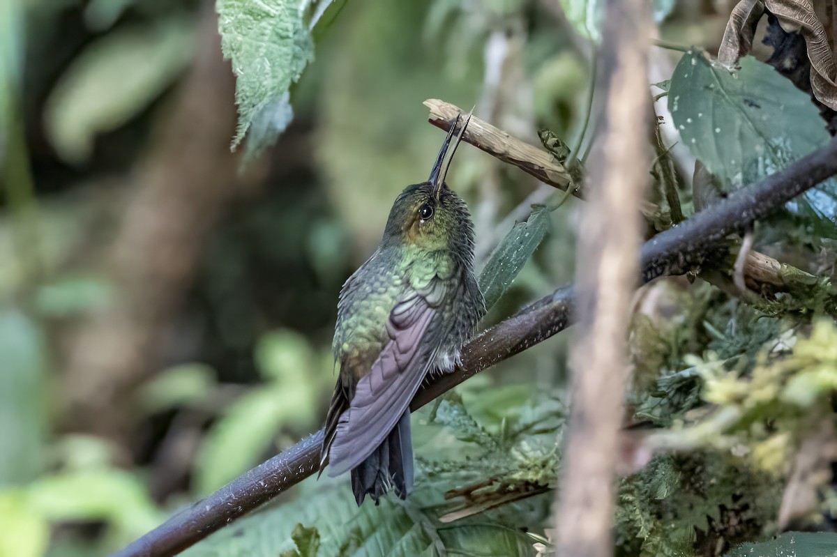Greenish Puffleg - ML640421404