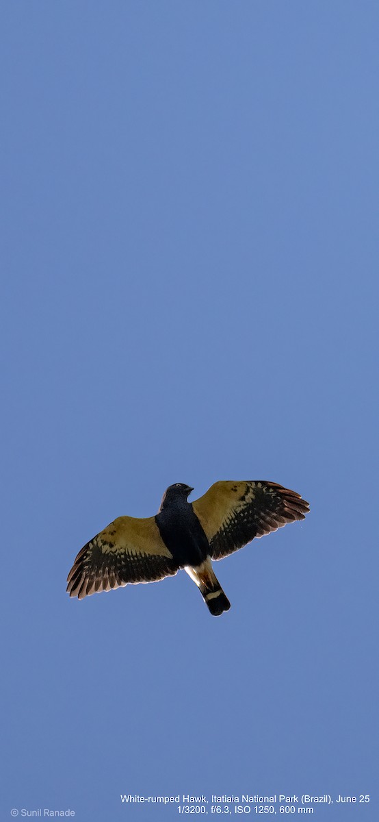 White-rumped Hawk - ML640421443