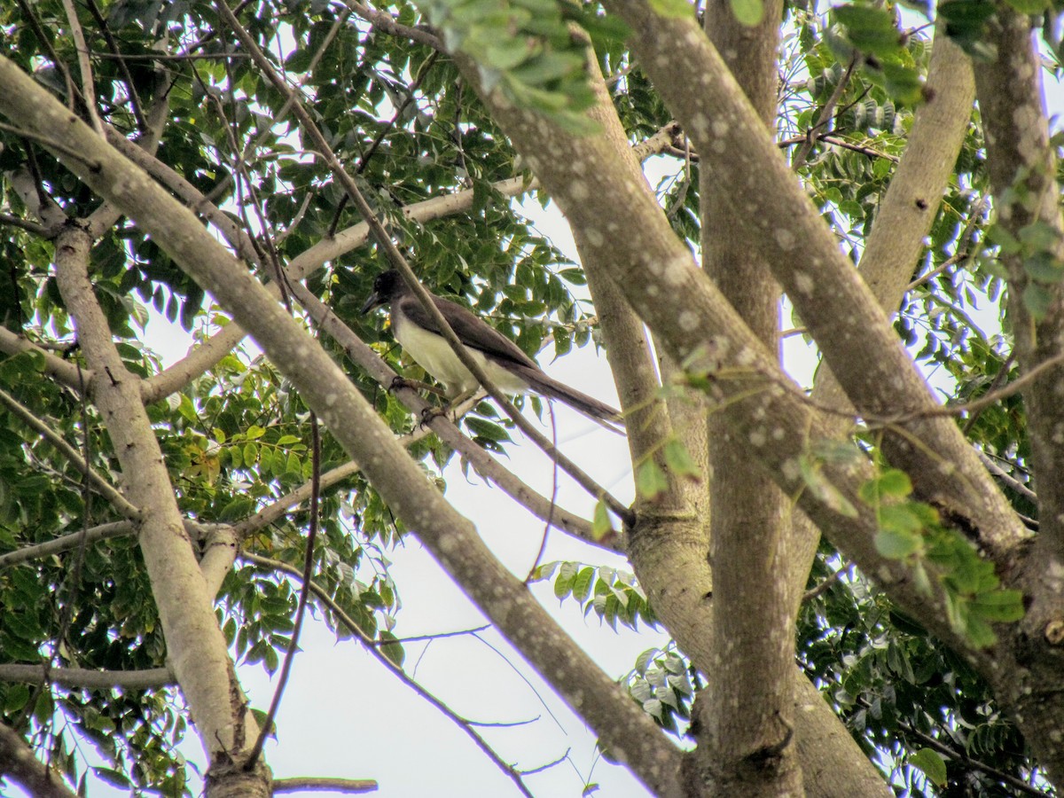 Brown Jay - ML640421529