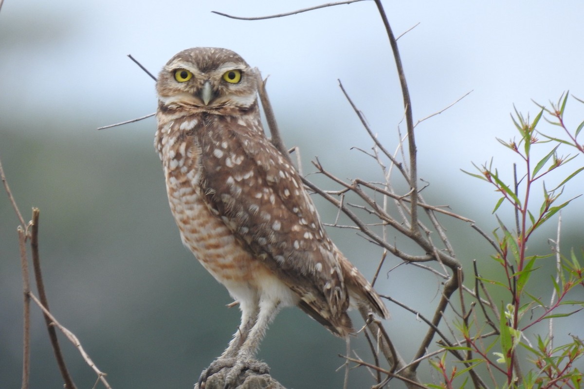 Burrowing Owl - ML640421563