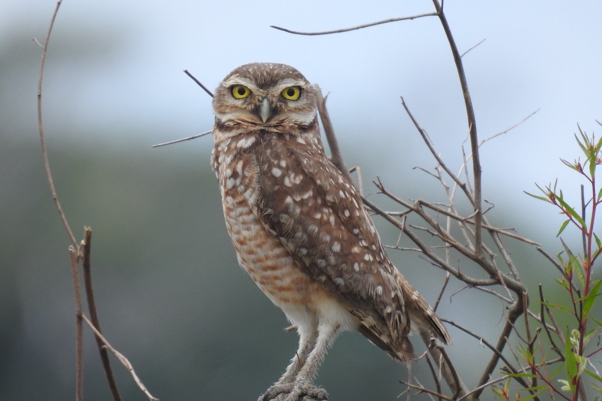 Burrowing Owl - ML640421564