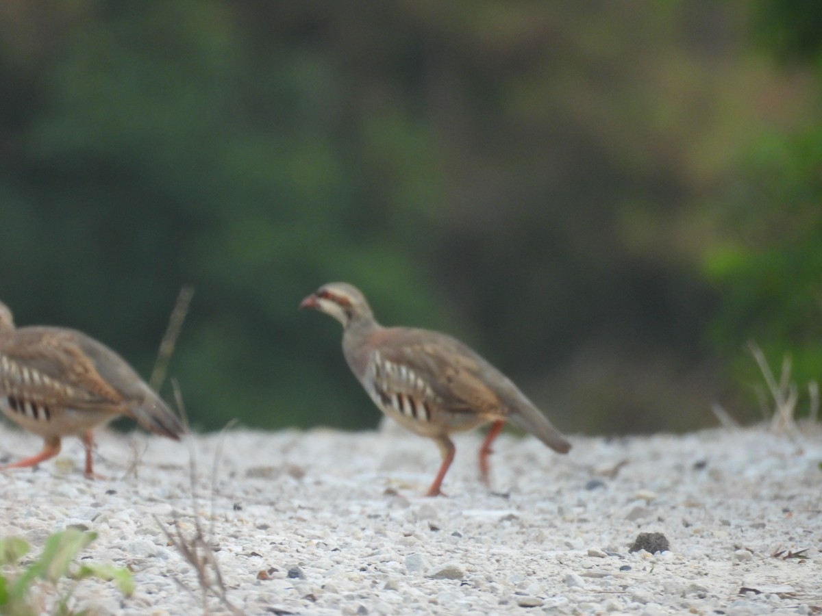 Chukar - ML640421574