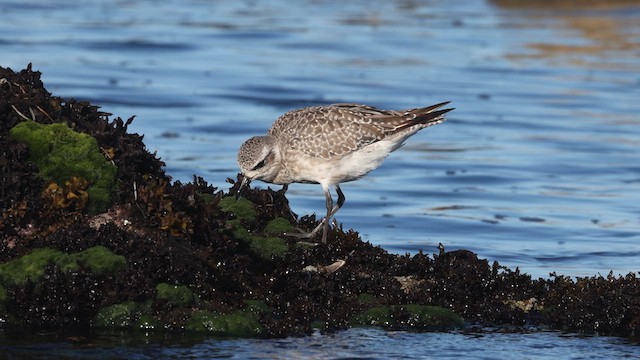 Black-bellied Plover - ML640421616