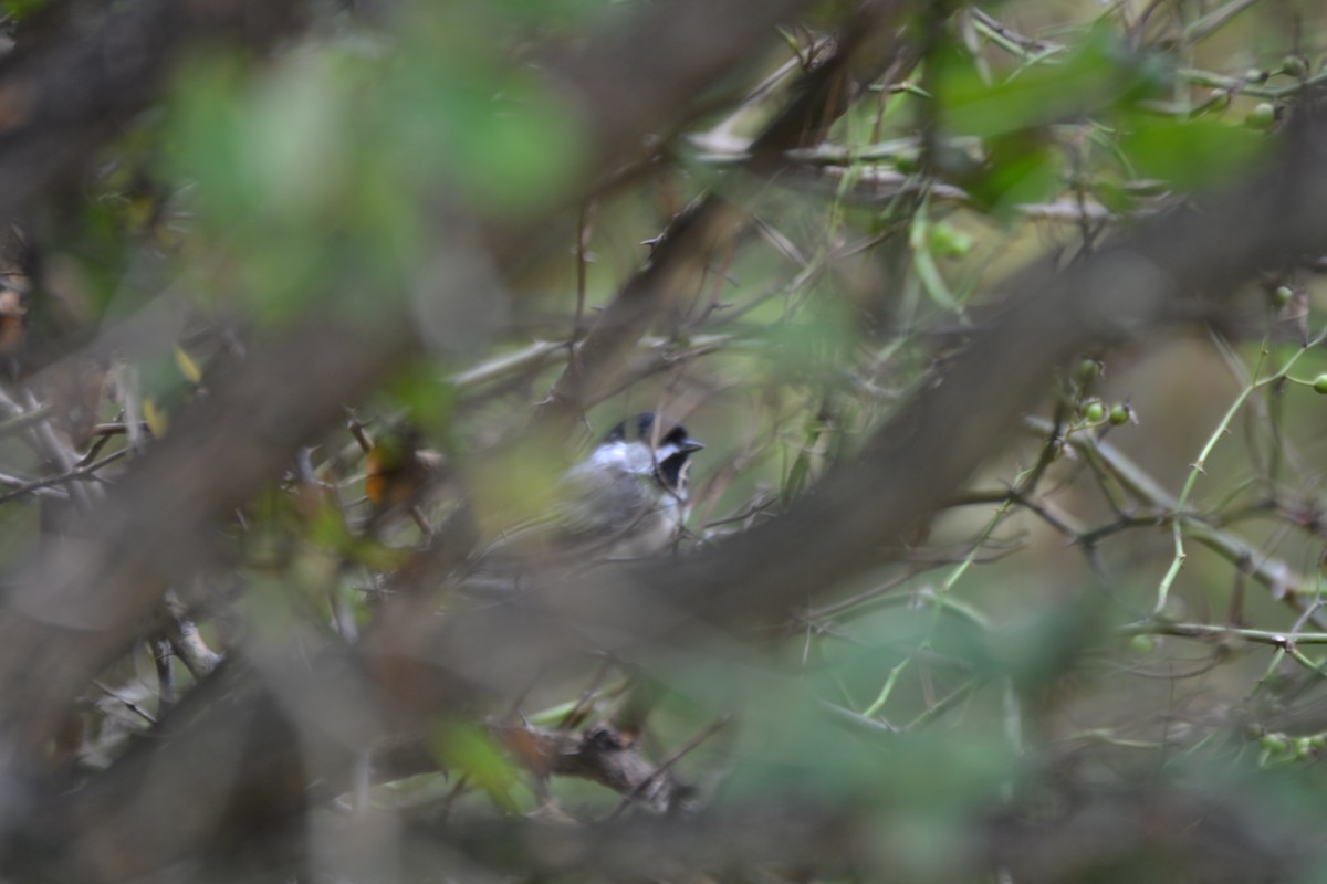 Black-capped Chickadee - ML640421673