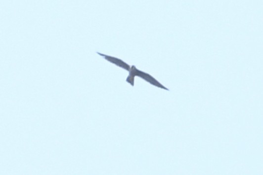 Faucon pèlerin - ML640421716