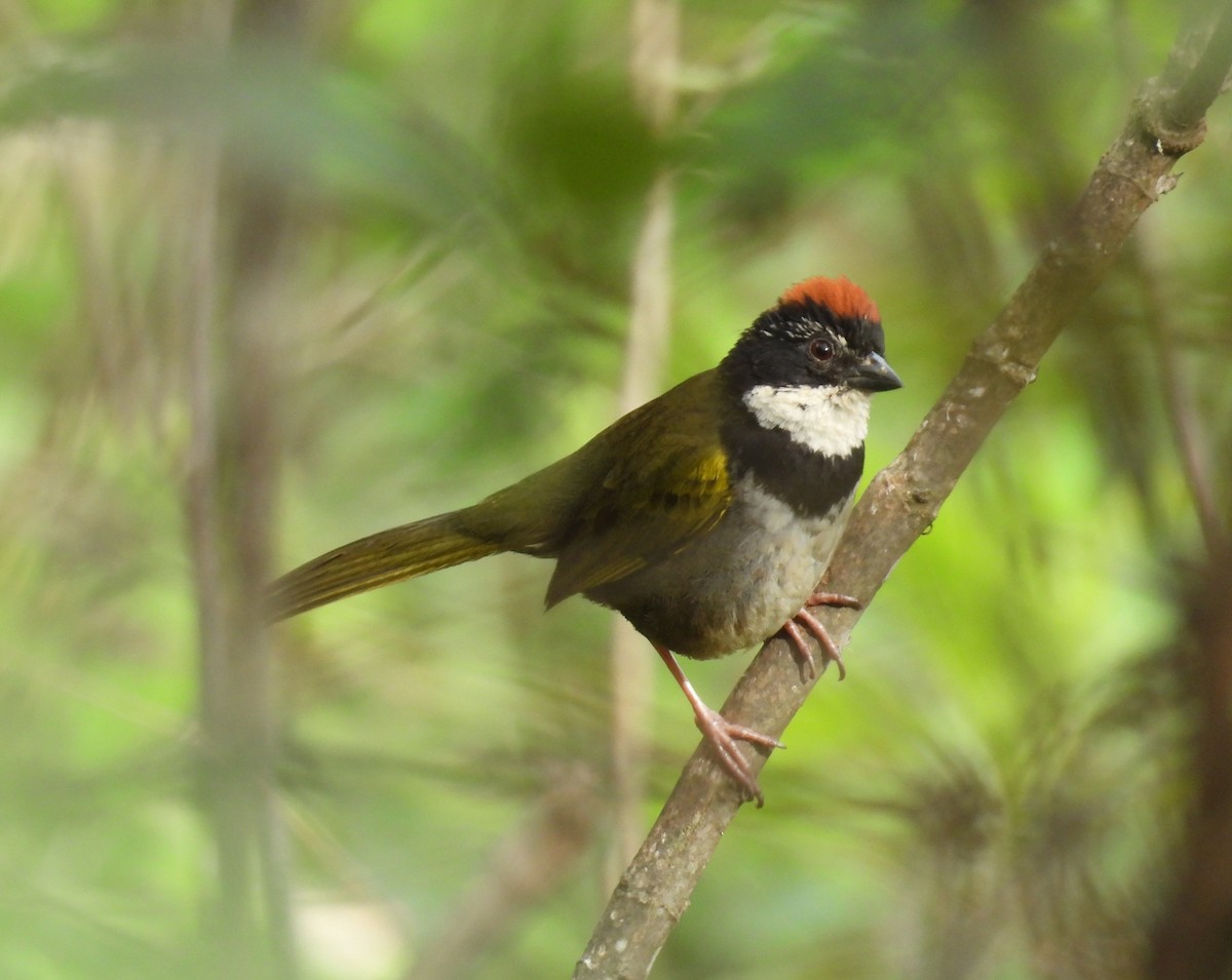 Collared Towhee - ML640421761