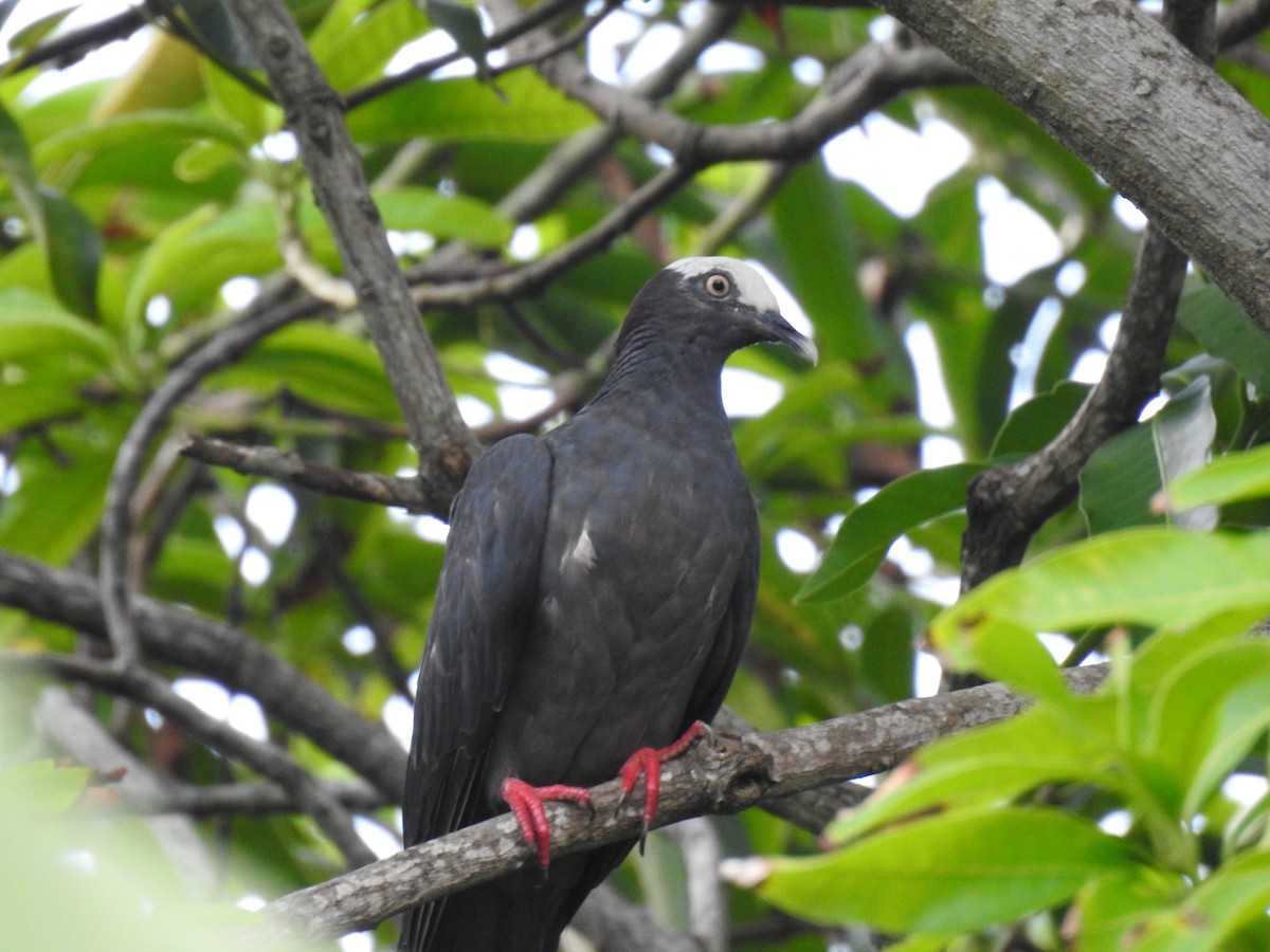 White-crowned Pigeon - ML640421840