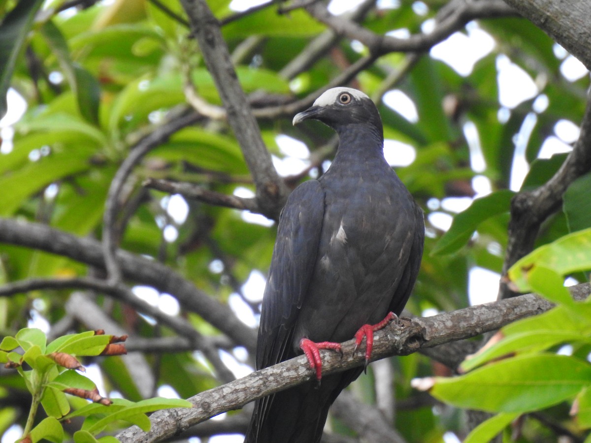 White-crowned Pigeon - ML640421841