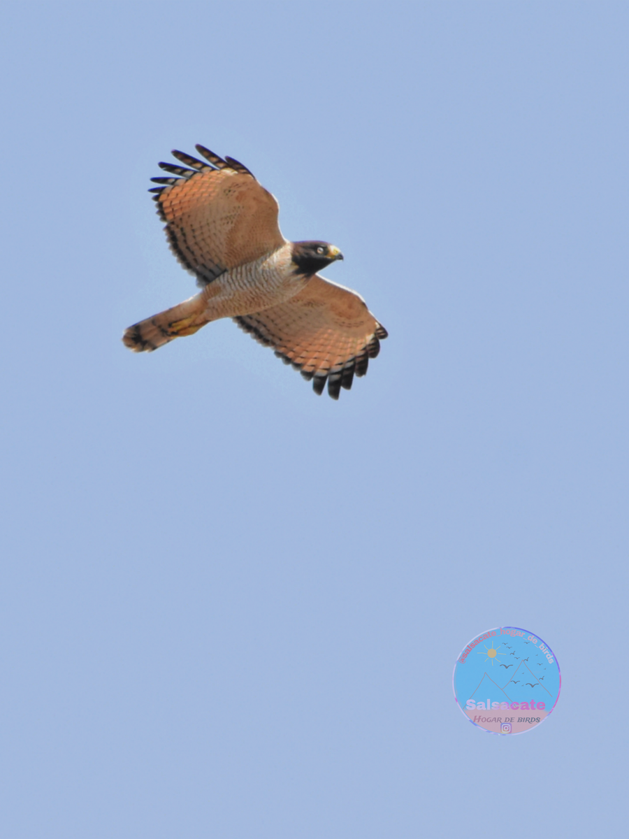 Buse à gros bec - ML640421897