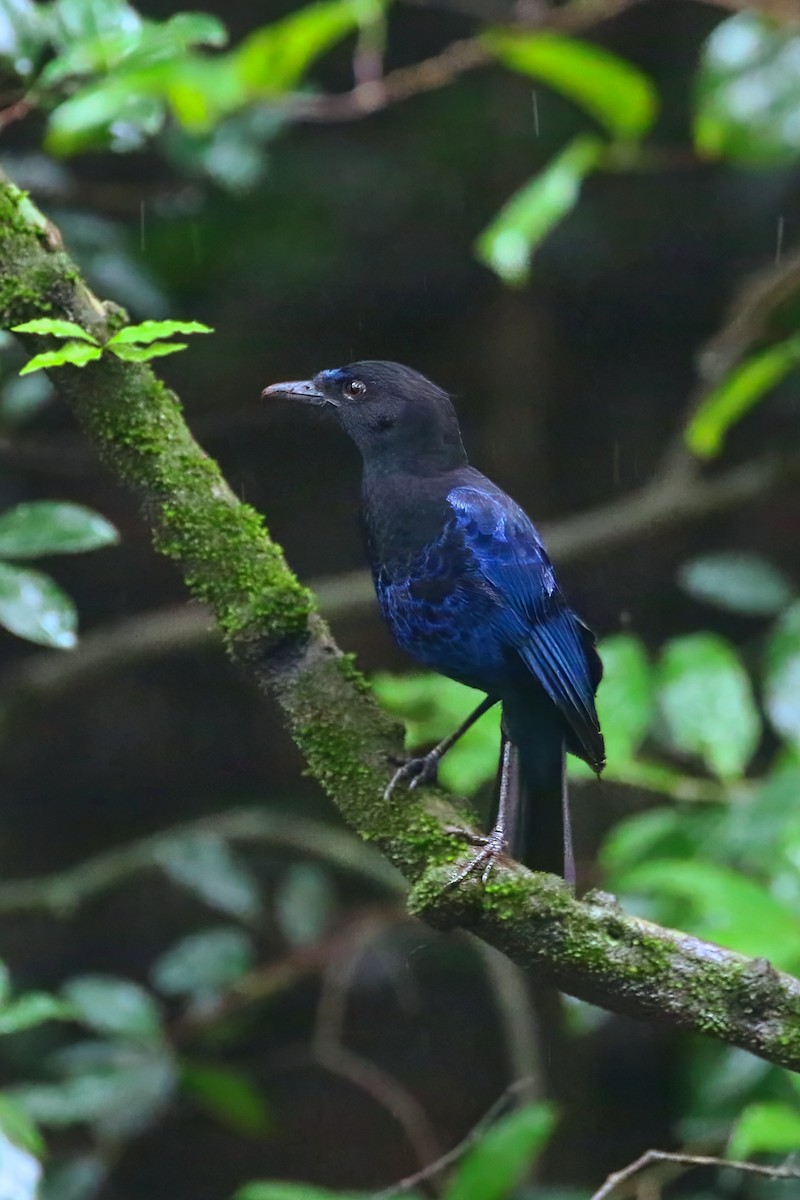Malabar Whistling-Thrush - ML640421898