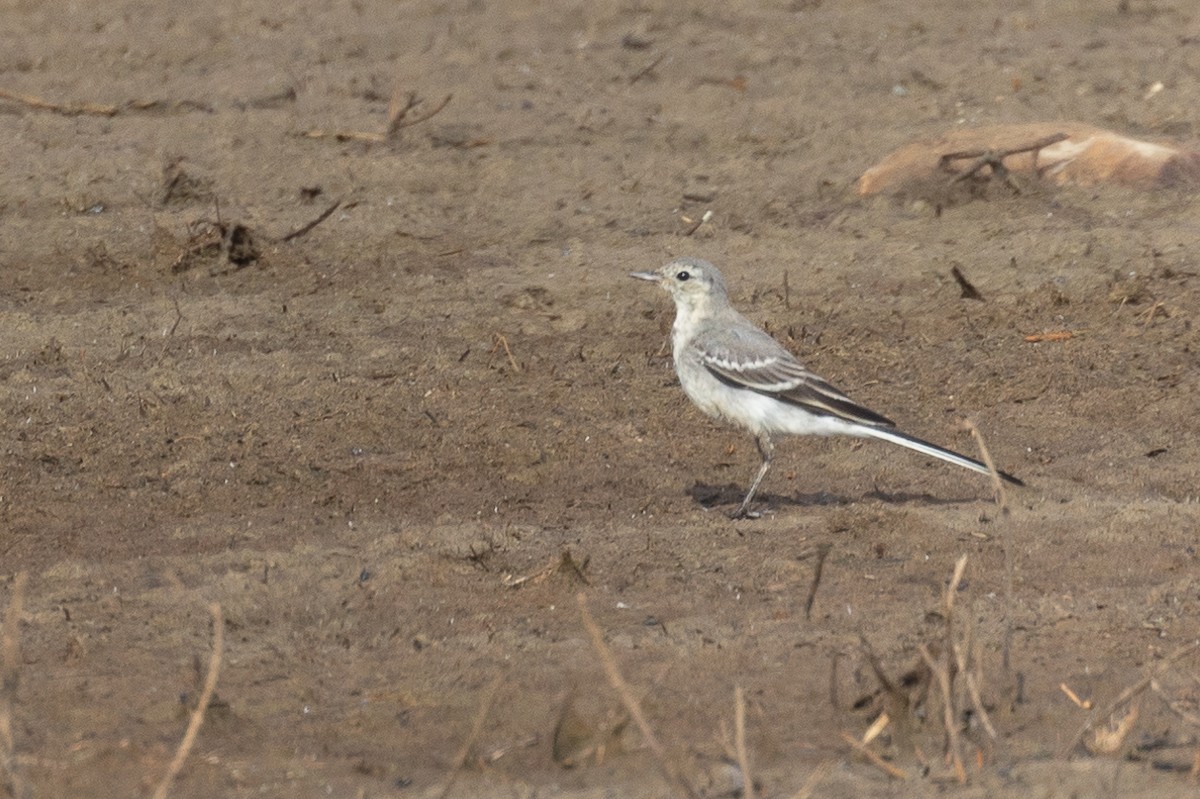 White Wagtail - ML640421910