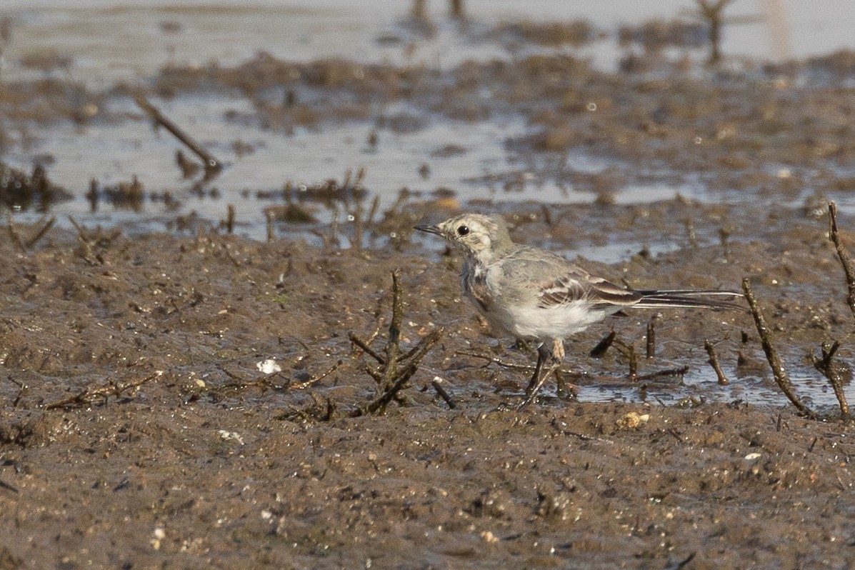 White Wagtail - ML640421911