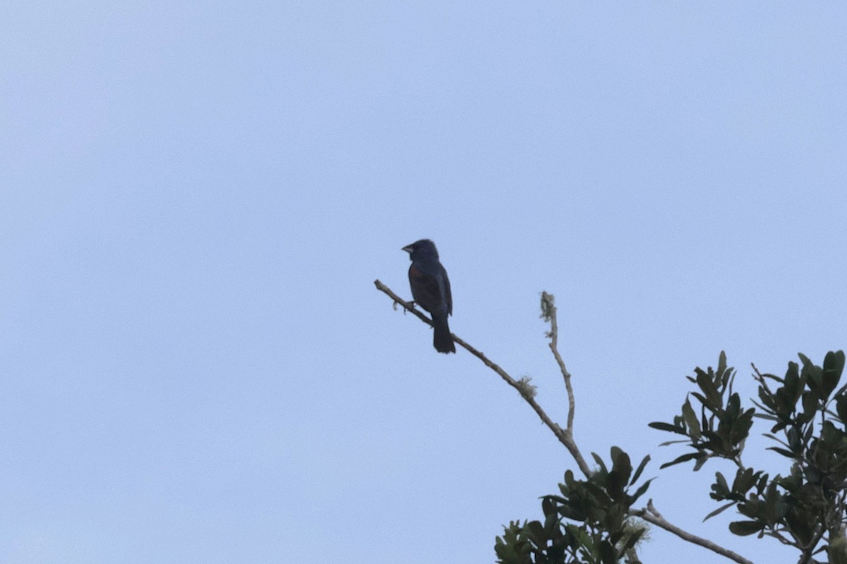 Blue Grosbeak - ML640421990