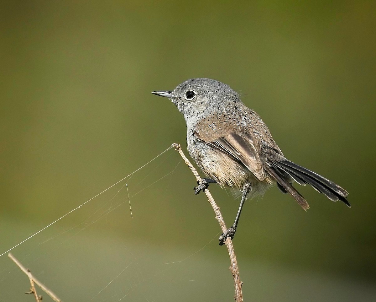 California Gnatcatcher - ML640422046