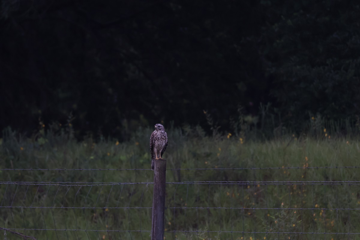 Red-shouldered Hawk - ML640422054