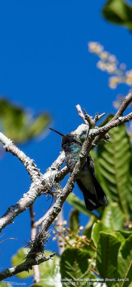 White-vented Violetear - ML640422058