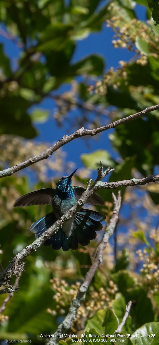 White-vented Violetear - ML640422059