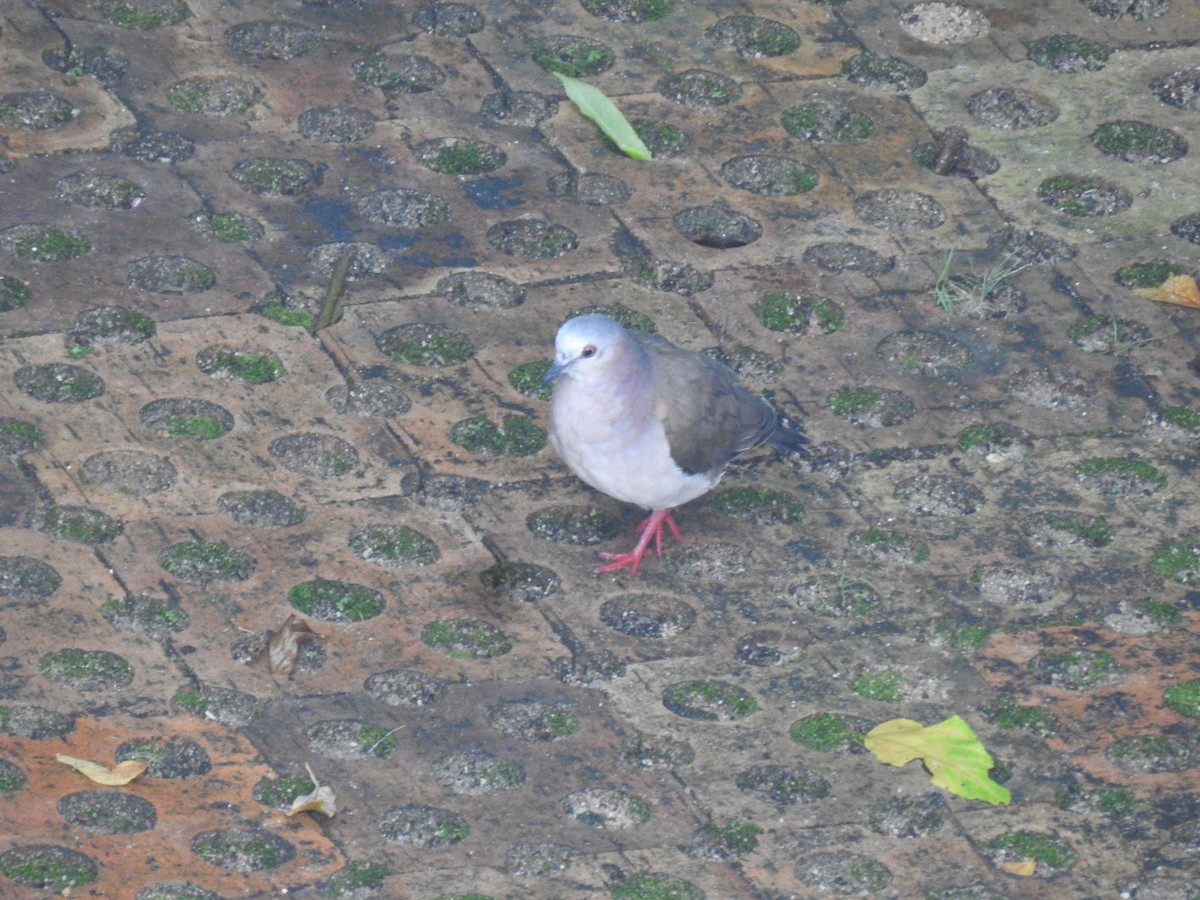 Caribbean Dove - ML640422153