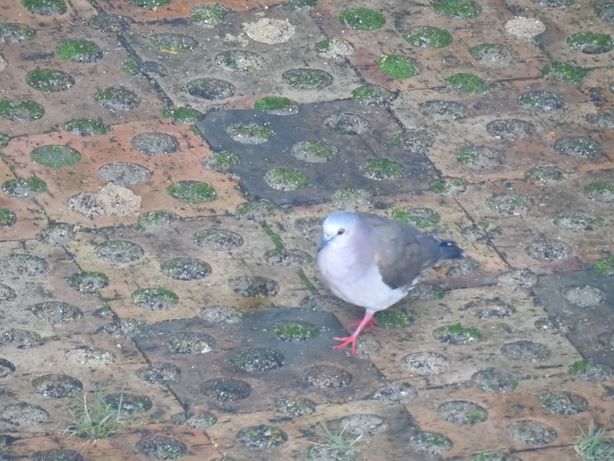 Caribbean Dove - ML640422155