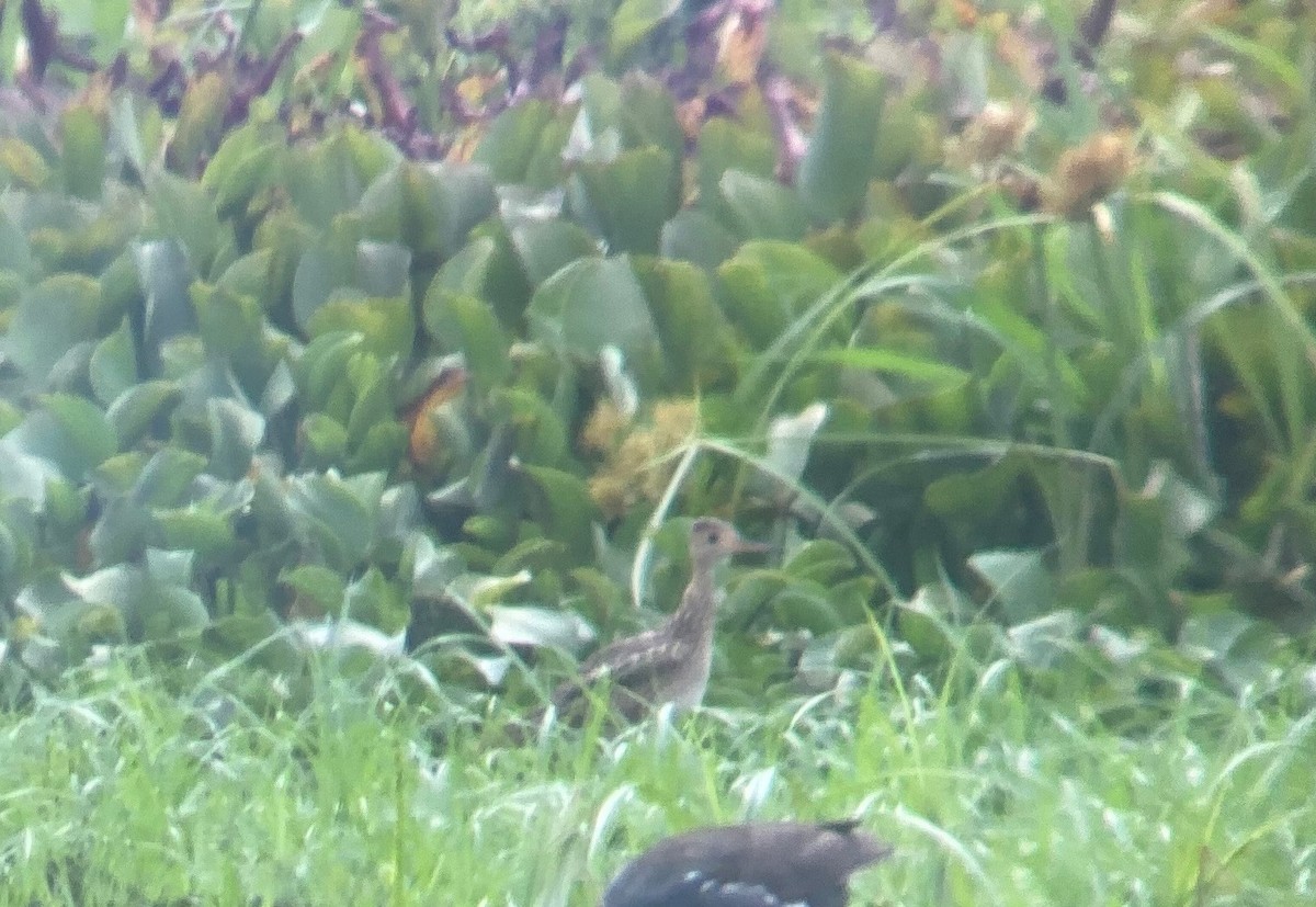 Upland Sandpiper - ML640422159