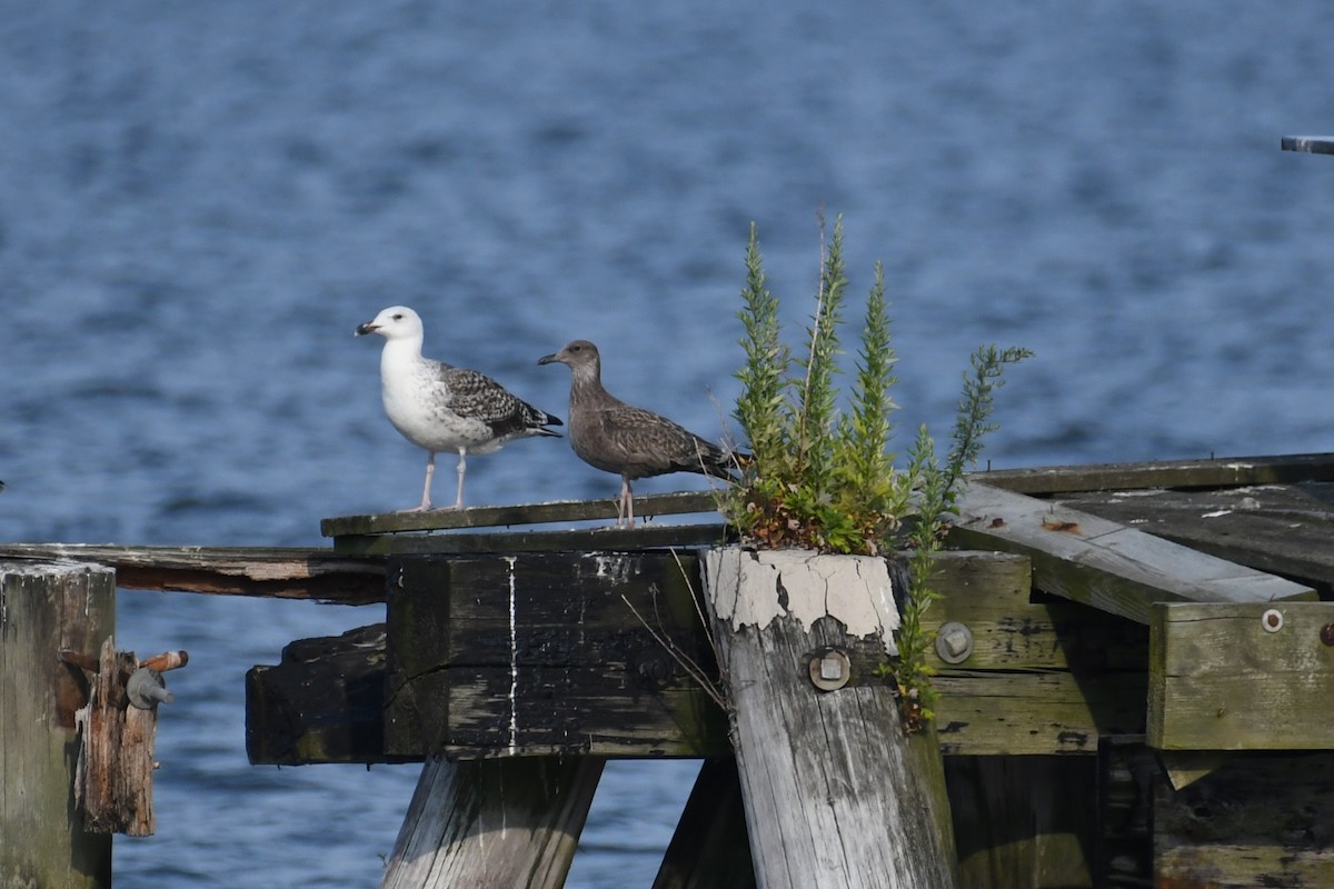 American Herring Gull - ML640422247