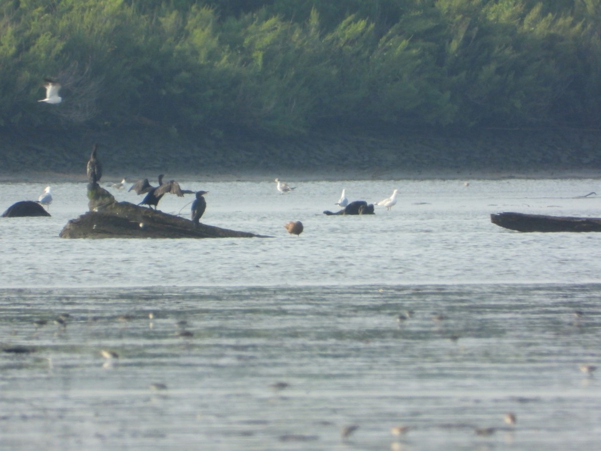 Double-crested Cormorant - ML640422251