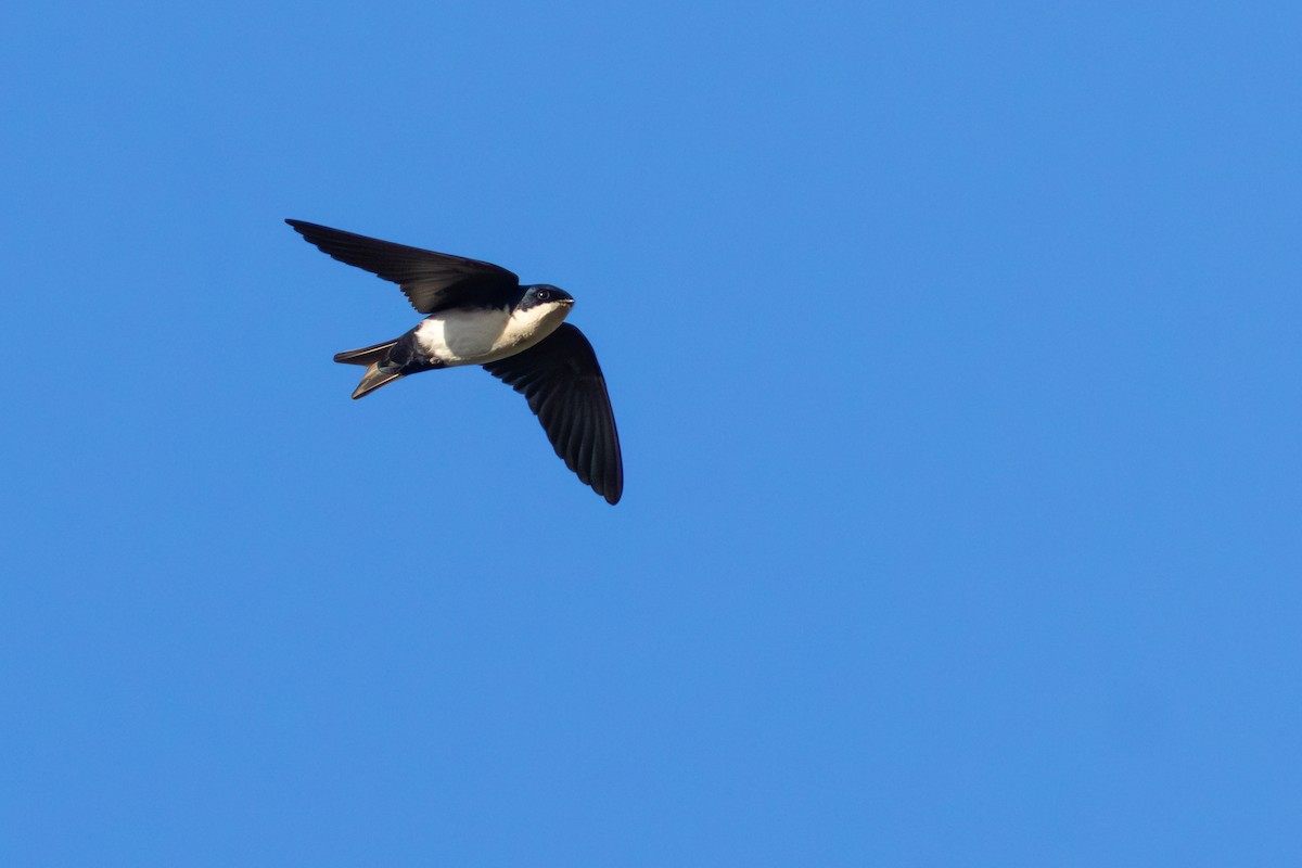 Blue-and-white Swallow - ML640422274