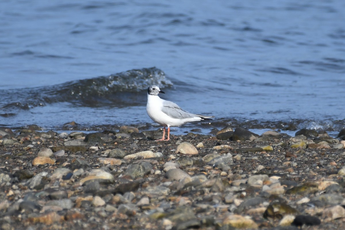 Bonaparte's Gull - ML640422288