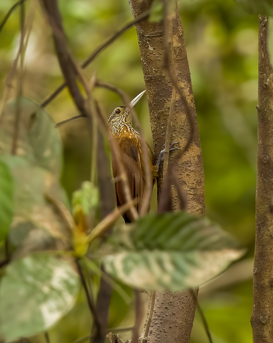 Zimmer's Woodcreeper - ML640422295