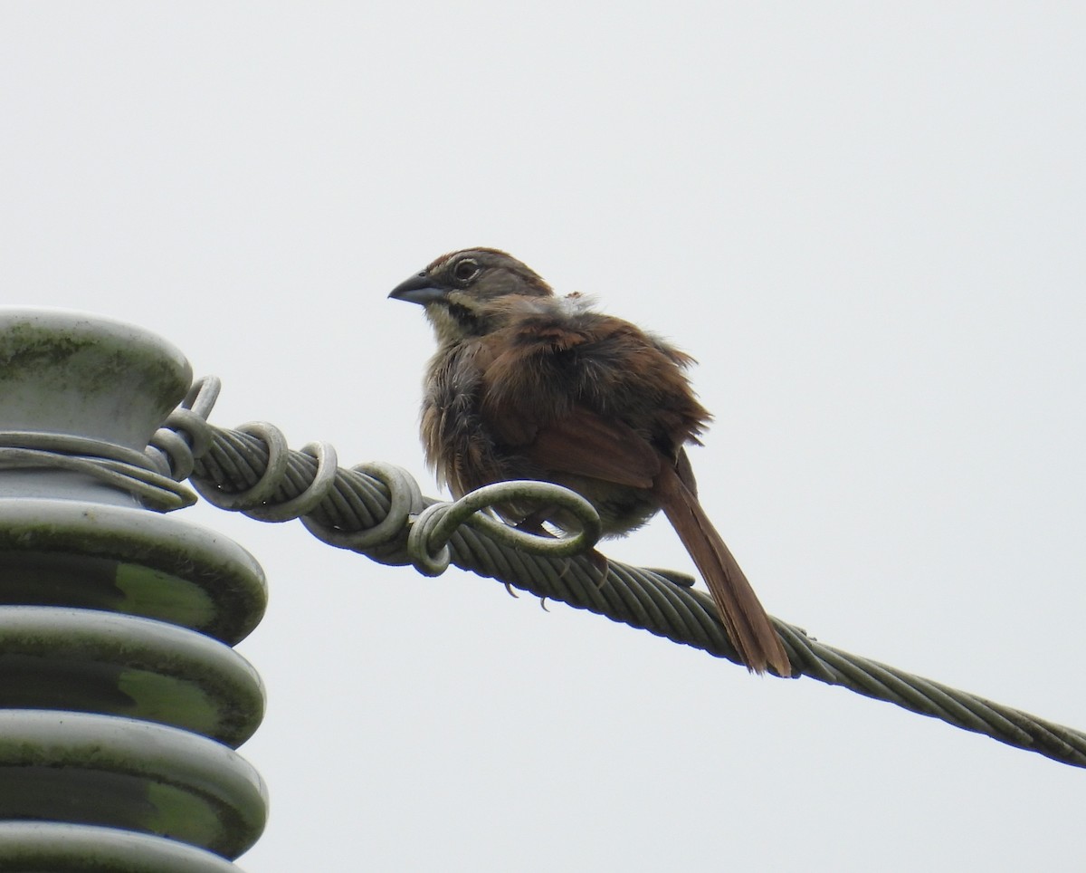 Rusty Sparrow - ML640422334