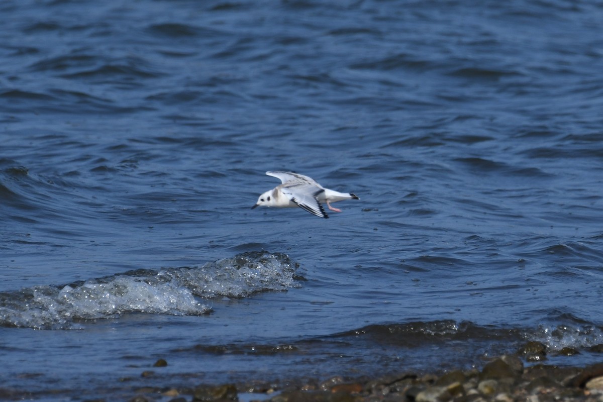 Bonaparte's Gull - ML640422340