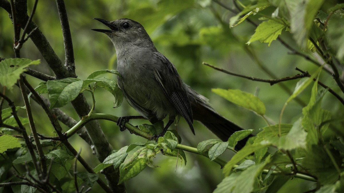 Katzenspottdrossel - ML640422365