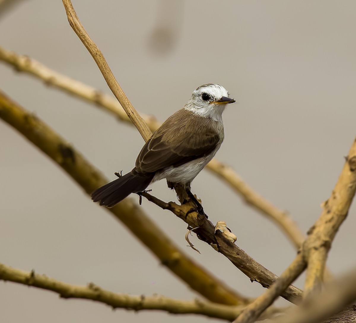 White-headed Marsh Tyrant - ML640422369