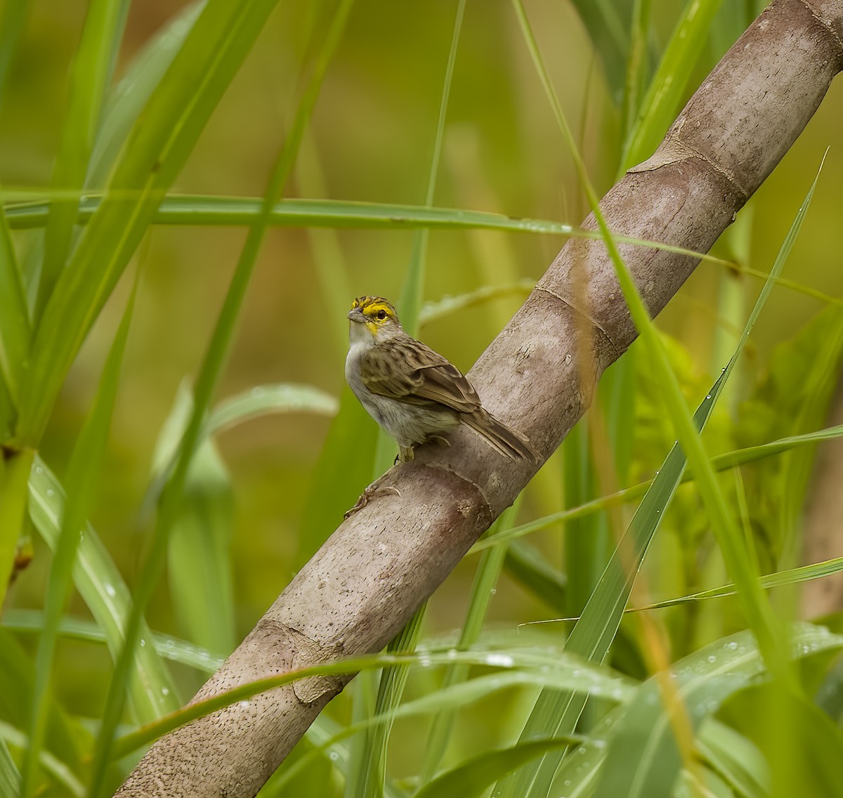 Yellow-browed Sparrow - ML640422397