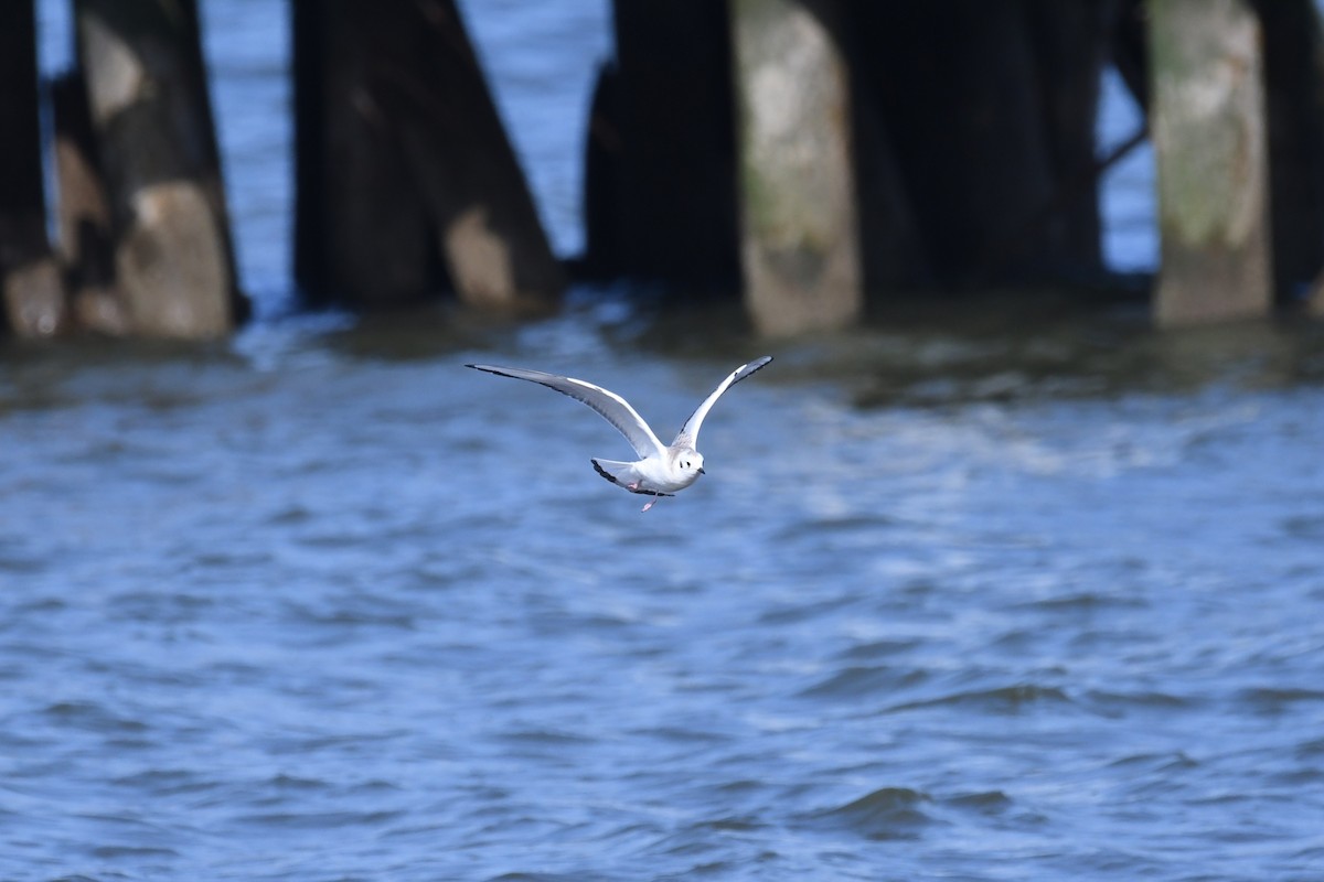 Bonaparte's Gull - ML640422402