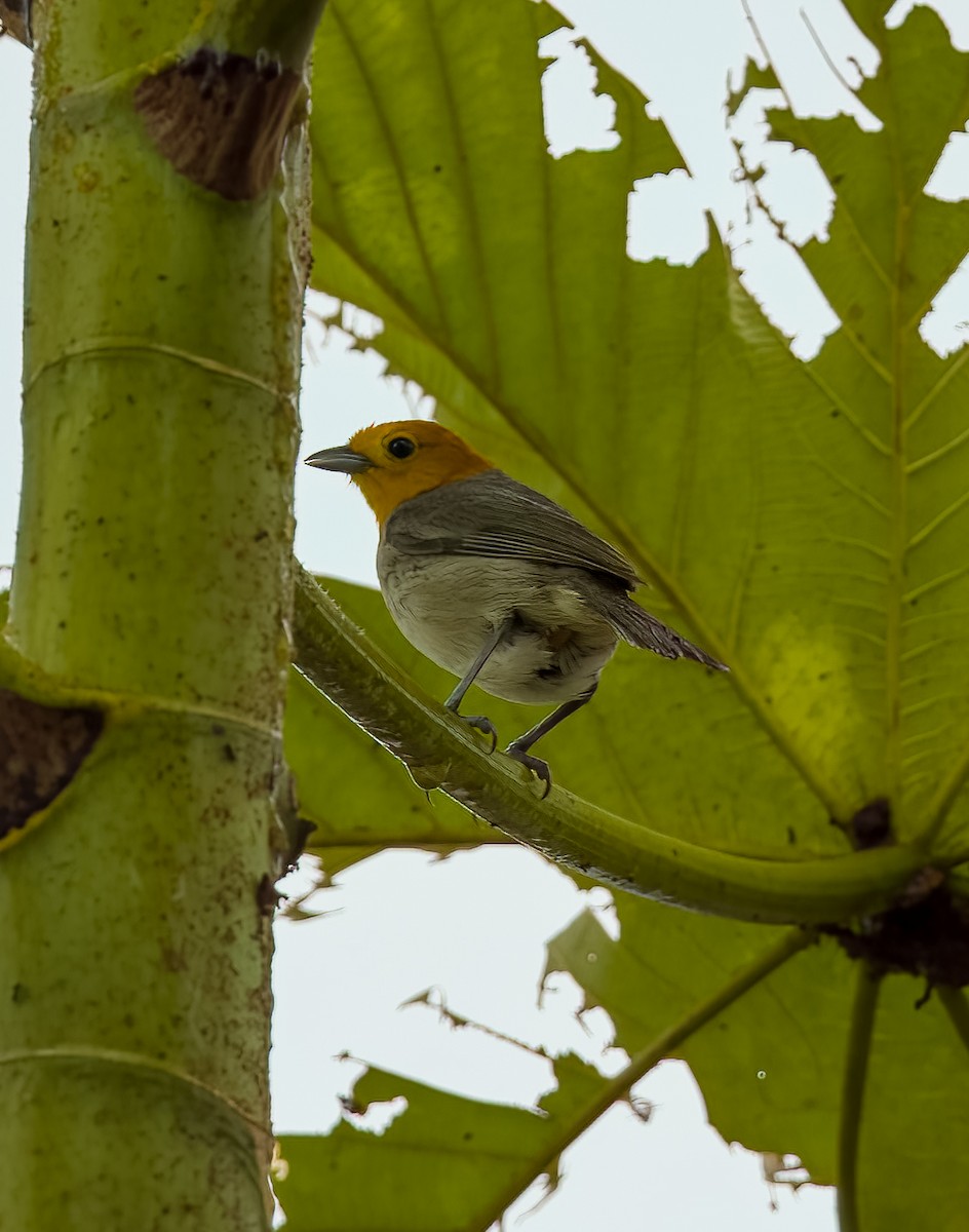 Orange-headed Tanager - ML640422406