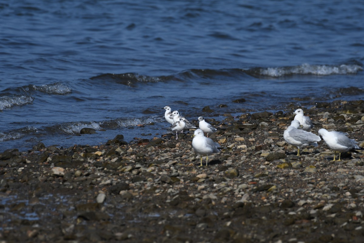 Bonaparte's Gull - ML640422426