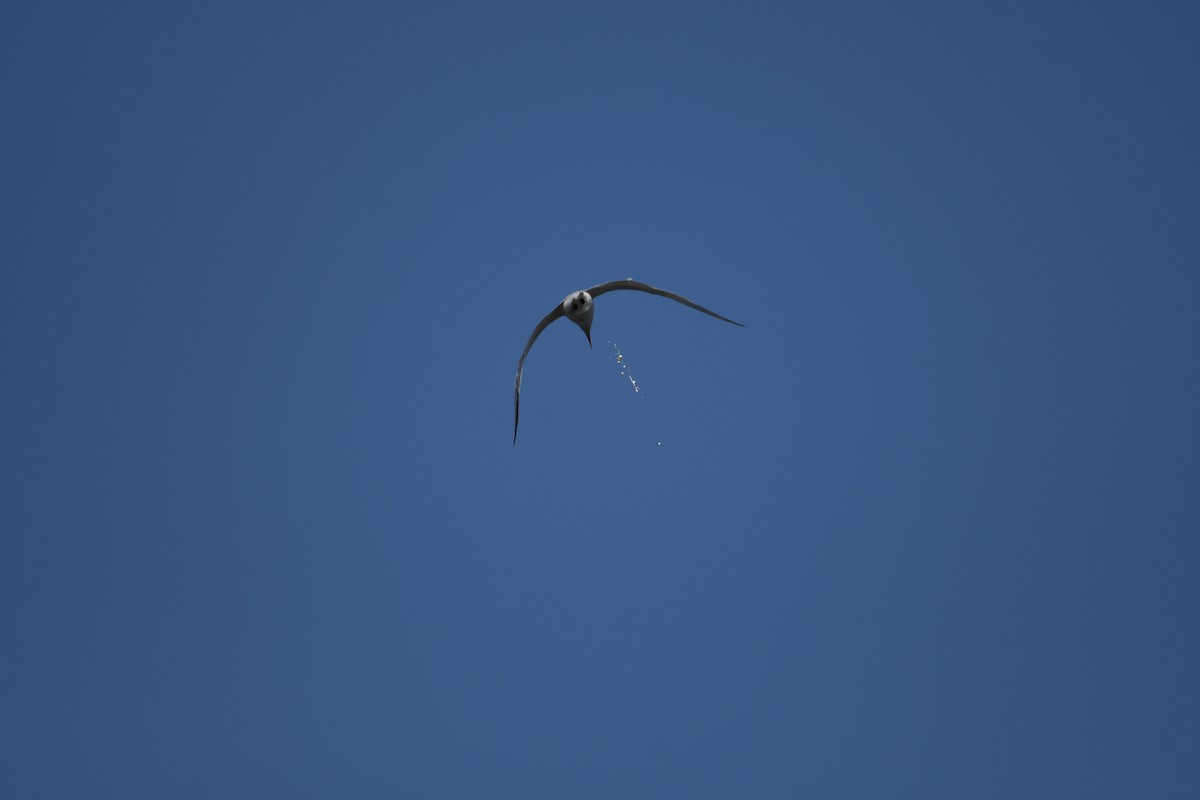 Royal Tern - ML640422485