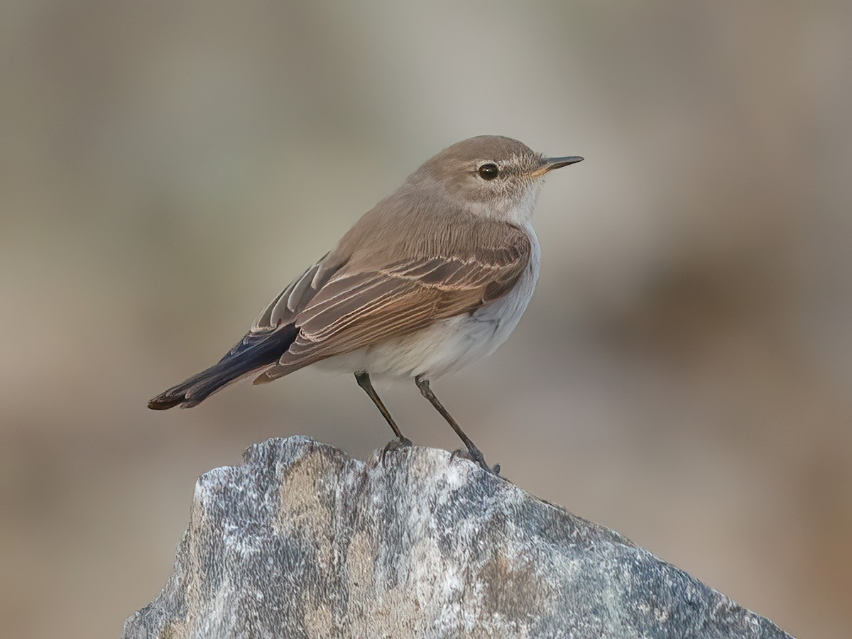 Spot-billed Ground-Tyrant - Muscisaxicola maculirostris - Birds of