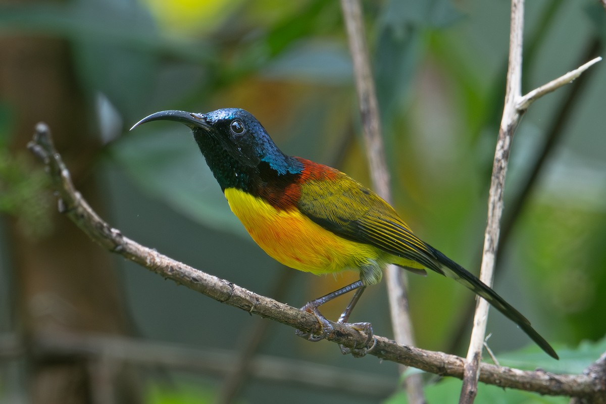 Green-tailed Sunbird - ML640422528