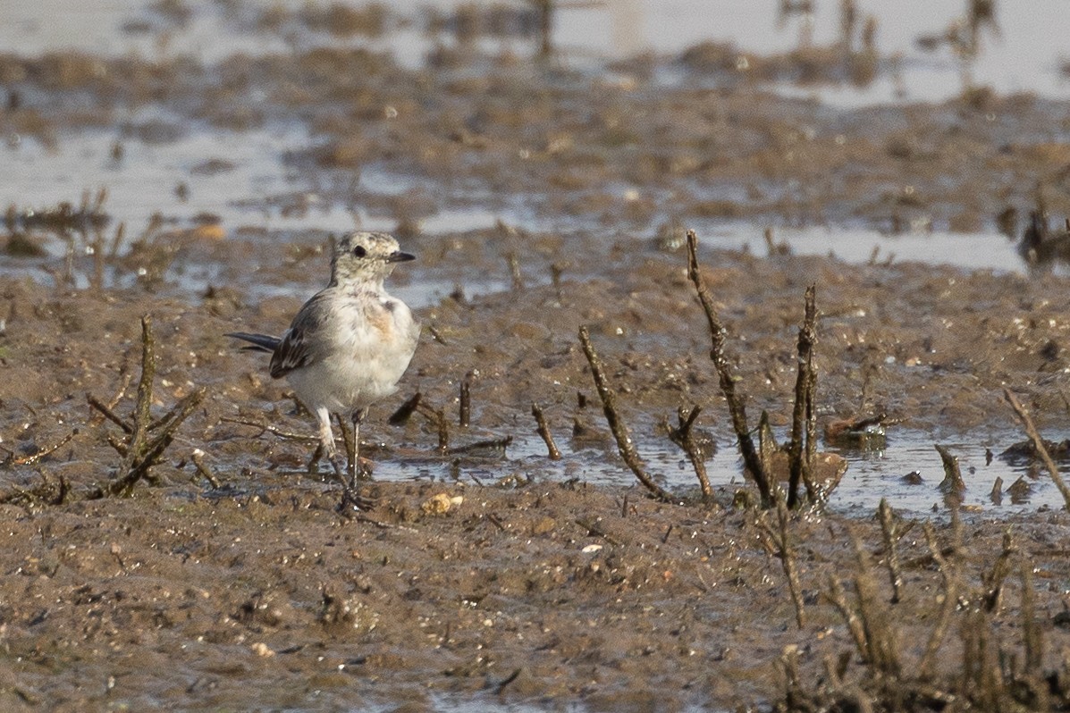 White Wagtail - ML640422547