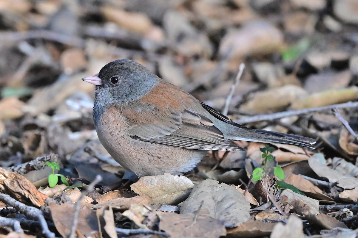Junco ardoisé - ML640422550