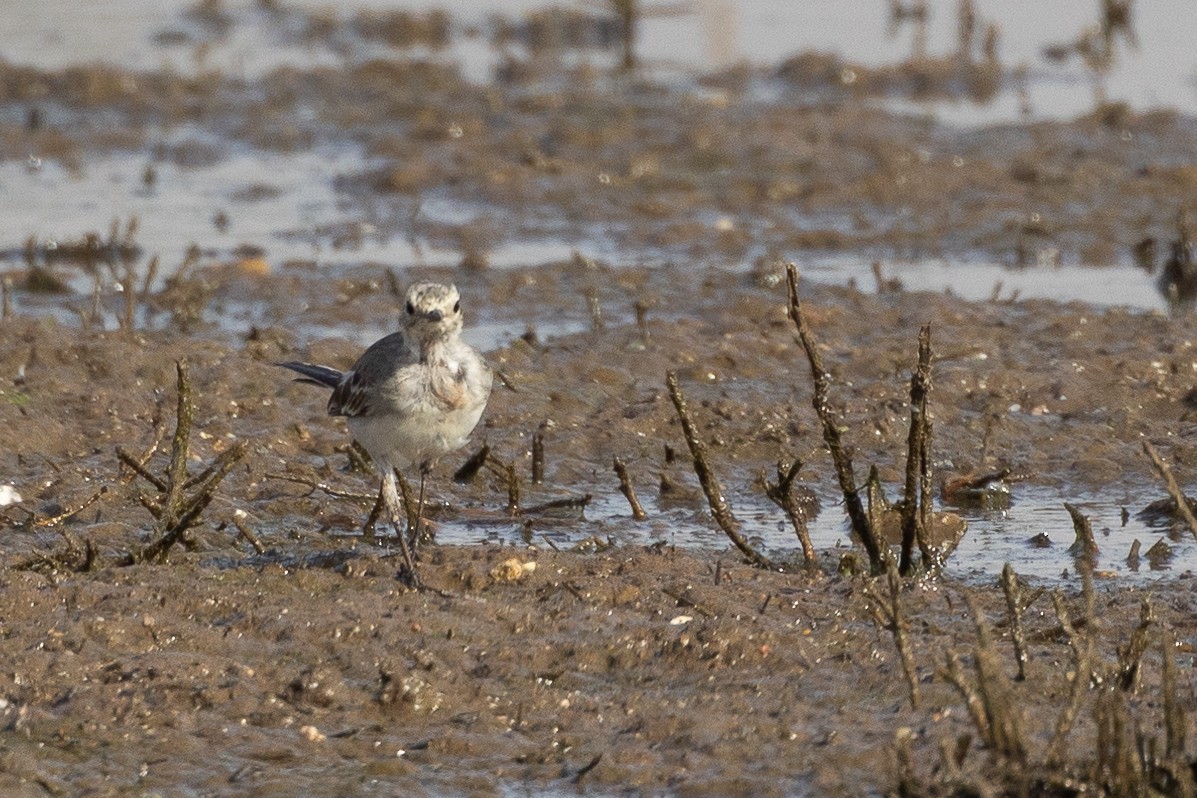 White Wagtail - ML640422551