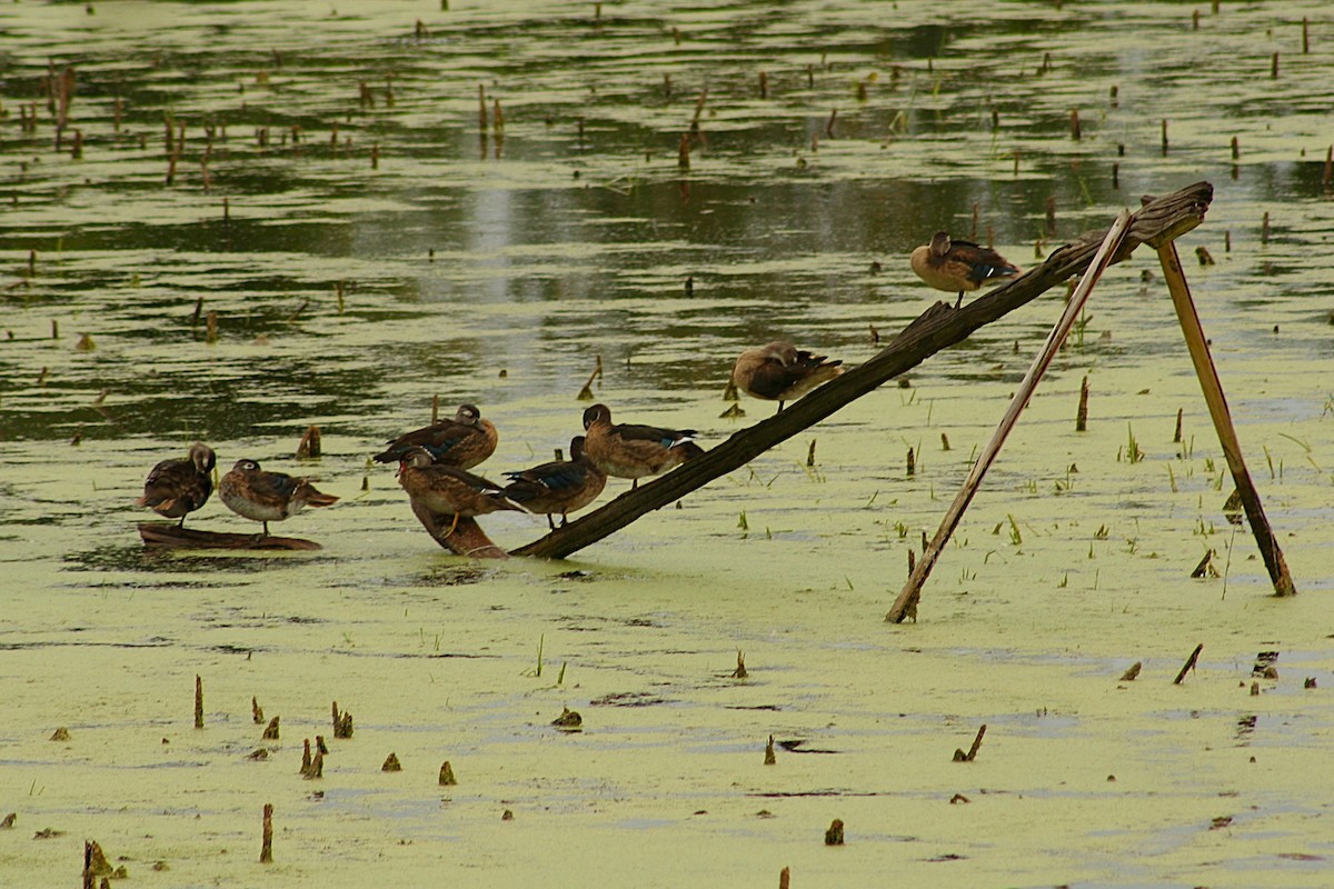 Wood Duck - ML640422555