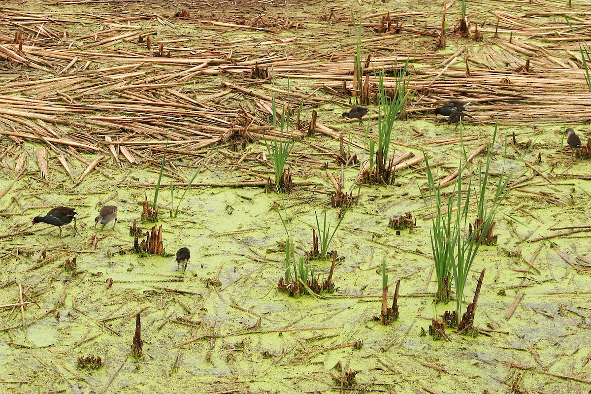 Common Gallinule - ML640422563