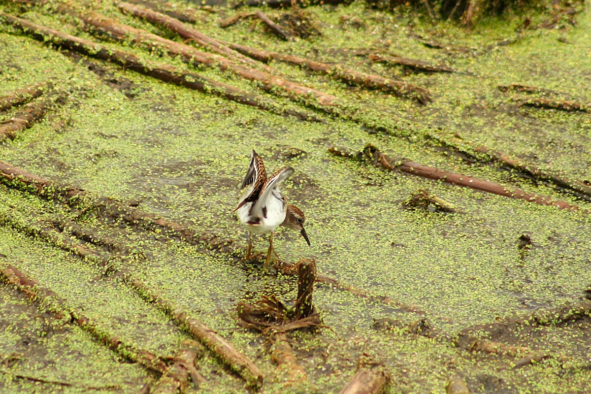Least Sandpiper - ML640422566