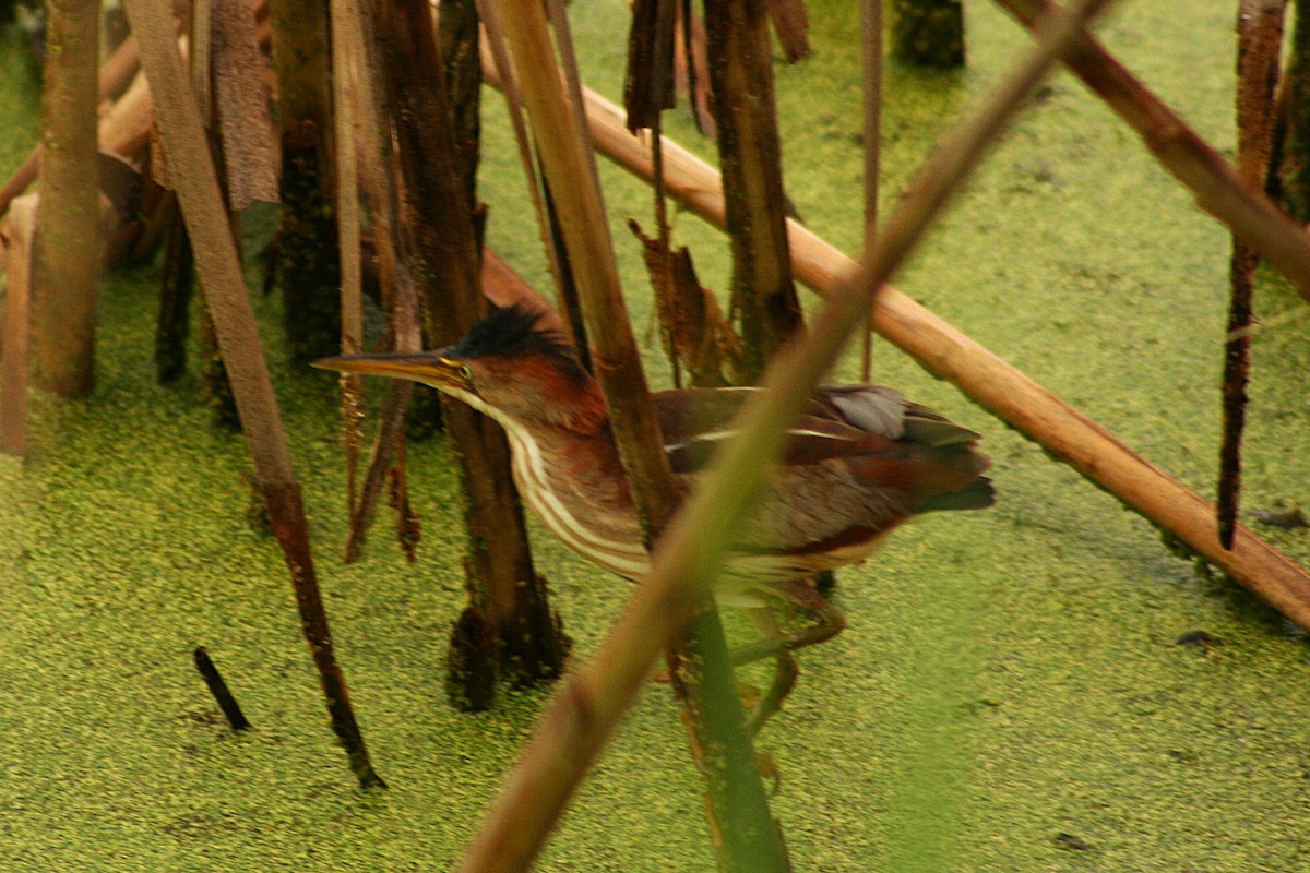 Least Bittern - ML640422581